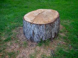Best Storm Damage Tree Cleanup  in Lacy Lakeview, TX