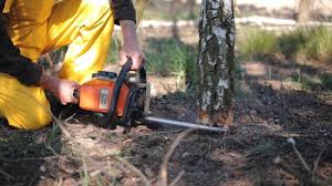 Professional Tree Care in Lacy Lakeview, TX