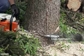 Best Firewood Processing and Delivery  in Lacy Lakeview, TX