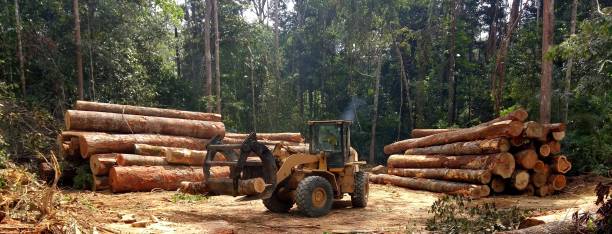 Best Hazardous Tree Removal  in Lacy Lakeview, TX