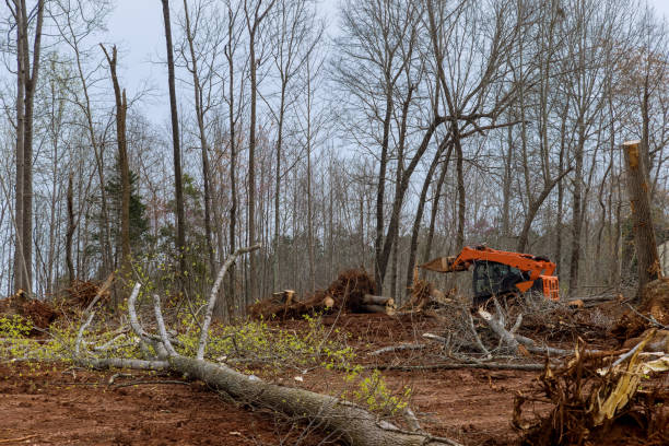 Best Arborist Consultation Services  in Lacy Lakeview, TX