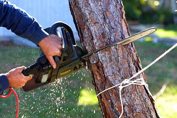 How Our Tree Care Process Works  in  Lacy Lakeview, TX