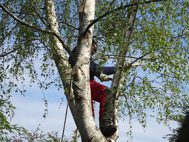 Leaf Removal in Lacy Lakeview, TX