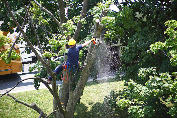 Best Tree Removal  in Lacy Lakeview, TX